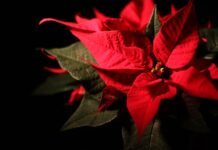 Gwiazda Betlejemska: jak o nią dbać